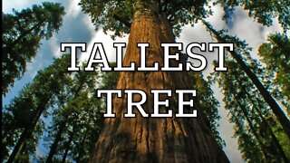 Tallest tree in the world! HYPERION