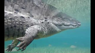 Diver gets up close to a crocodile