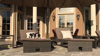 Great Dane puppy relaxes on patio lounger