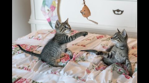 kittens play on bed