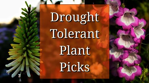Drought Tolerant Plant Picks