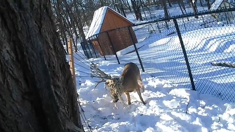 Entangled deer rescued from hammock