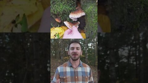 Cooking Wild Mushrooms and Steak at my Hot Tent. Bushcraft / Foraging