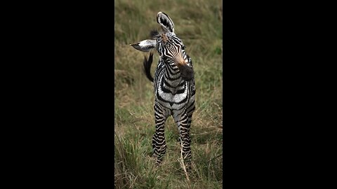 ZebraLove #BlackAndWhiteWonder #WildLifeSpectacle #ZebraStripes #SafariSpotting #Nature'sPatterns