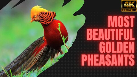 Most Beautiful Golden Pheasants | birds | 4K UHD