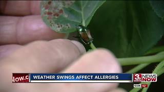Weather affecting allergies and insects