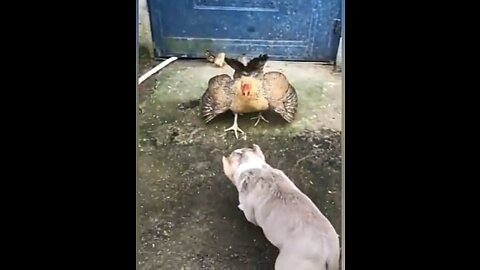 Funny Dog and Chicken fight