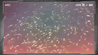 a school of small fish