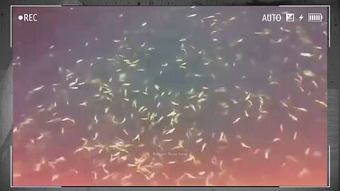 a school of small fish