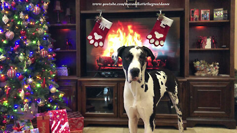Great Dane cuddles up with his toy & Christmas stockings