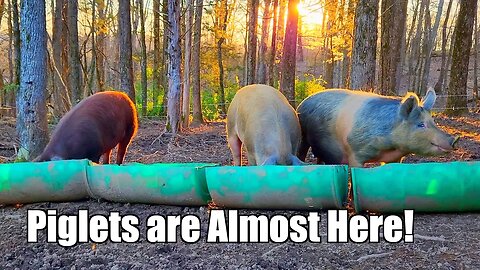 Pig Update - Piglets are Almost Here!! @UncleTimsFarm