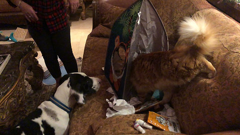 Happy Camper Cat and Great Dane Puppy Play With New Tent