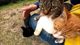 A loud-meowing stray cats climbing up on my knees one by one