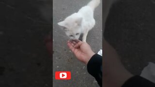 FEEDING STRAY CAT