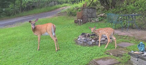 Young fawn wants to be close to his mother