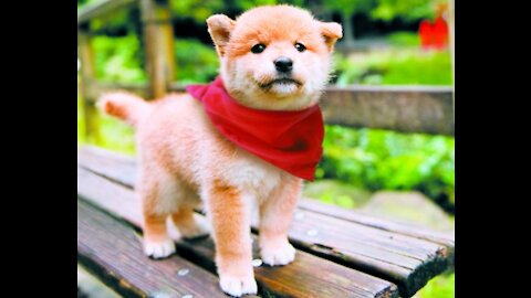 Shiba inu dog - cuteness overload in Japan