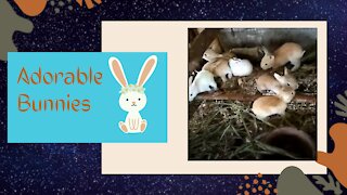These baby bunnies are absolutely cute and adorable :)