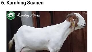 KAMBING SAANEN