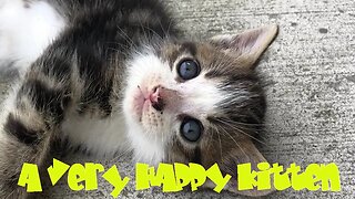 A Very HAPPY Kitten #kitten #animals #kittenrescue