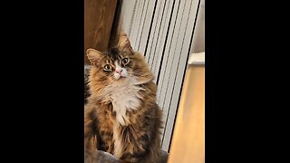 Petunia's Birthday (Featuring Petunia The Norwegian Forest Cat)