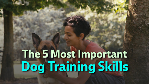 The 5 Most Important Dog Training Skills