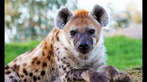 All About Hyenas