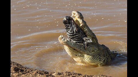 Giant Crocodile eating time Don't disturb | wildwhirl