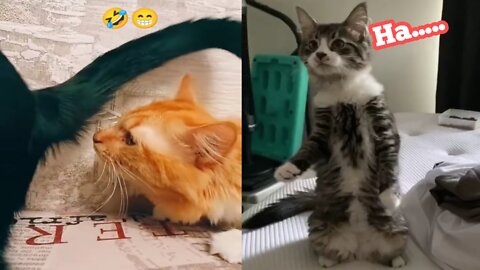 Funniest Cats 😹 - Don't try to hold back Laughter 😂 - Funny Cats Life