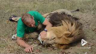 Fearless Fellow Cuddles and Kisses With Lion Like Old Lovers Do