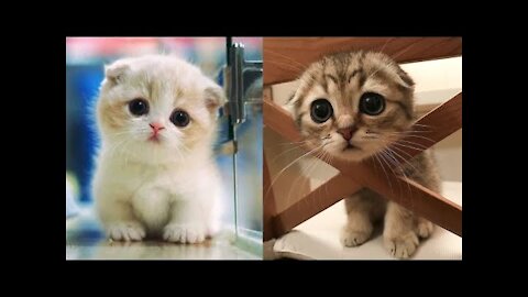 Baby Cats - Cute and Funny Cat Videos