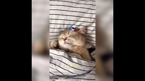 Sleeping Cat Look Cutest #youtubeshorts #shorts #quotes
