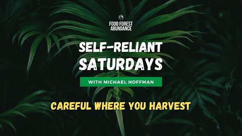 Self Reliant Saturday with Michael Hoffman: Careful where you harvest