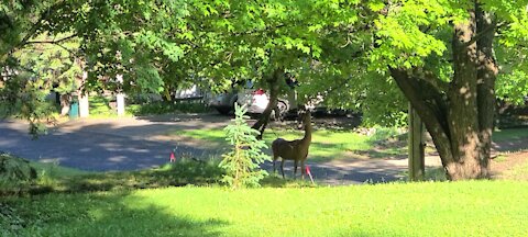 Deer In the neighborhood early morning