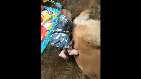 Baby plays peek-a-boo with doggy tail