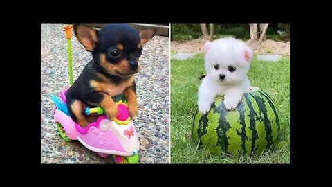 Baby dogs😍cute and funny dogs compilation!!funny puppy