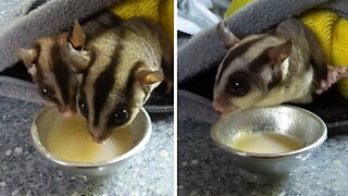 Adorable little sugar gliders snack on nutritious treat