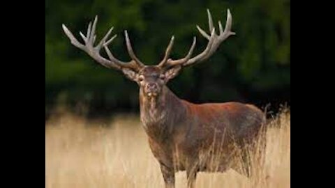 Deer shedding antlers, very rare video