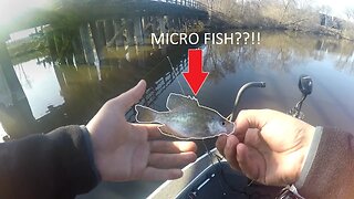 Smallest Crappie EVER?! | Micro Fish