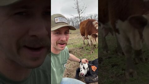 Day 18 of 30 days of #calving ! #cattle #ranch #ranchlife #farm #farmlife #cow #calf #feedingcattle