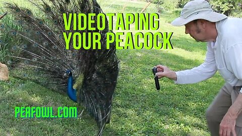 Videotaping Your Peacock, Peacock Minute, peafowl.com