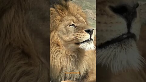Beautiful Lion - Predator 🦁🦁