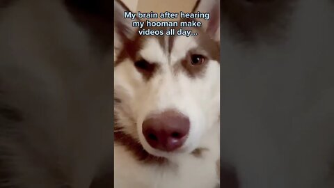 My brain after hearing my hooman make videos all day…#mashup #funny #husky #puppy #dog #dogs