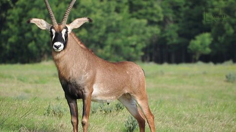 Interesting facts about Antelope Roan by weird square
