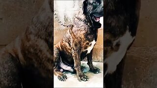 Brindle Boerboel Dog #dog #trending #pet #shorts #viral #doglover #boerboel