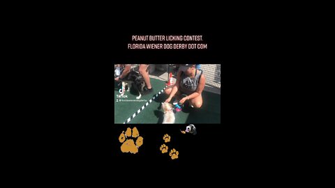 peanut butte licking contest
