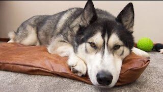 Husky Helps Make DIY Dog Bed