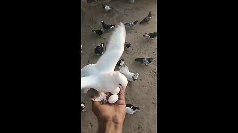 Kabootar video -- Pigeon video -- Kabootar ki video --pigeon 💖🤑😱#Shorts