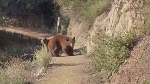 California Runner Bumps Into Bears On Narrow Mountain Trail