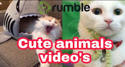 Cute animals video's / Cute cat videos / Funny cat's videos