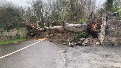 Storm Franklin in Ireland causes massive tree to block entire road